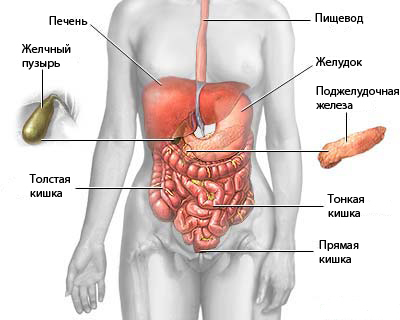 Анатомия Человека Фото Картинки